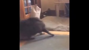 СМЕШНЫЕ КОТЫ ПРИКОЛЫ С КОТАМИ ТОПовая подборка 1