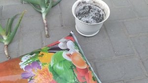 🌱 100% Способ! Как правильно посадить черенки Алоэ Вера