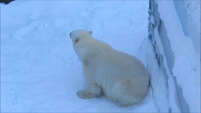 Герде нравится когда ей бросают снежки 02.02.2021 смотреть онлайн
