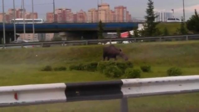 лось на мкаде смотреть онлайн