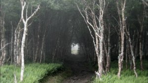 Ночь страха