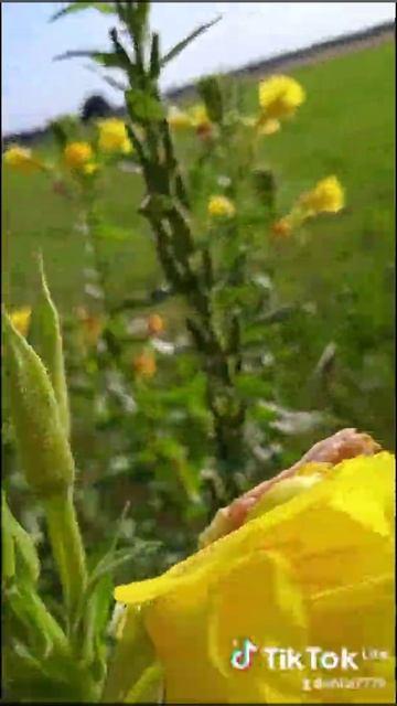 "Ой, как ты мне нравишся", поет песню Марина Девятова. смотреть онлайн