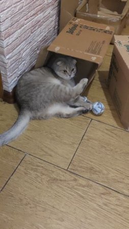 Микис. Игровой.