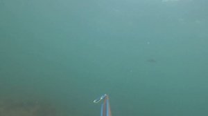 Подводная охота в Черном море,южный берег Крыма лето 20