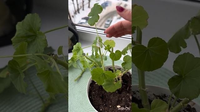 Как я черенкую сортовые пеларгонии зимой‼️🔥🔥🔥#flowe