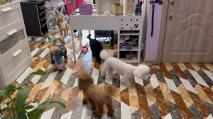 Много песиков на груминге