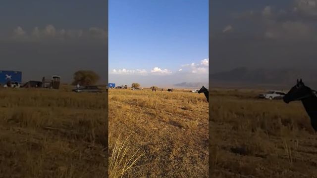 Бериккара тулпарым 23.09.16. Нарынкол смотреть онлайн