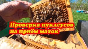 ДЕЛАЕМ ПРИВИВКИ НА МАТОЧНОЕ МОЛОЧКО, ВЫСТАВИЛИ НУКЛЕУСЫ НА ОБЛЁТ МАТОК.