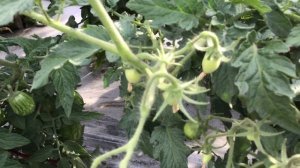 Томатный Гном Дерзкая Мери имеет очень много плюсов. Обзор в открытом грунте в июне.