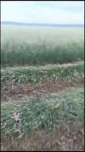 Честный отзыв о роторной косилке KIRPI (кирпи). ТД Спецте? смотреть онлайн