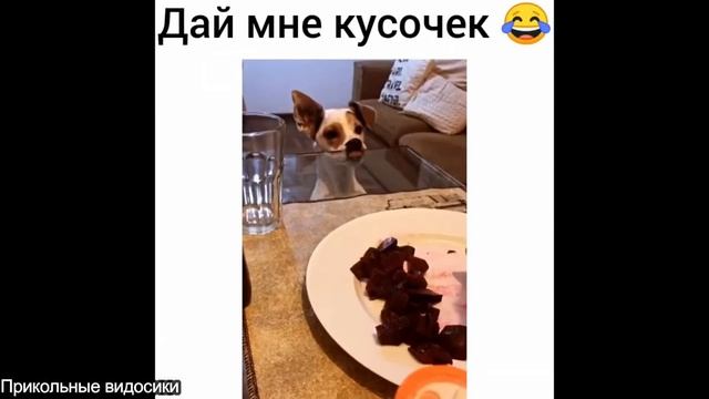 Подборка прикольных видео/Прикольные видосики#43
