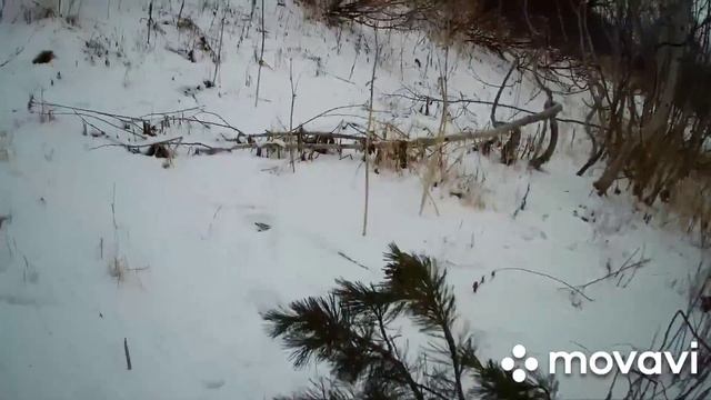 ПРОВЕРКА ПЕТЕЛЬ НА ЗАЙЦА! РЕЗУЛЬТАТ ЗА ДВА ДНЯ! ОХОТА ПЕТЛЯМИ! смотреть онлайн