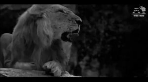 Я  царь зверей