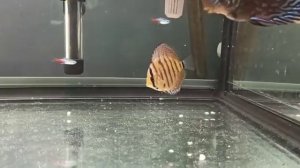 Чем болеют дискусы?