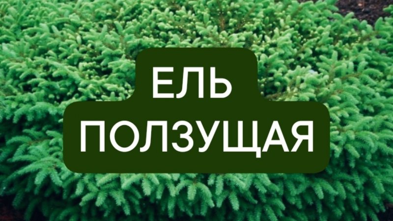 Ель обыкновенная,но необычная на вид