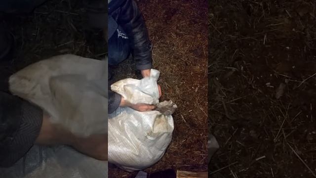 Покупка вьетнамских поросят смотреть онлайн