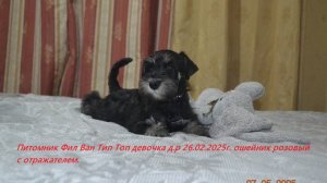 Цверг девочка .