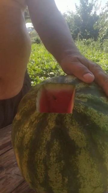 Дегустация арбузов с грядки