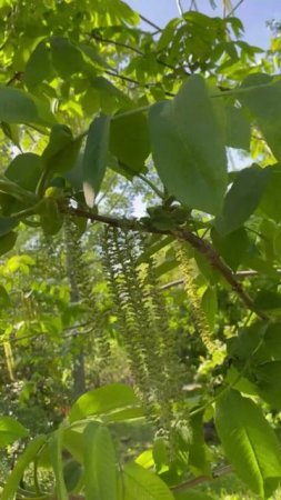 Орех маньчжурский или Орех думбейский #цветы #garden #садидача