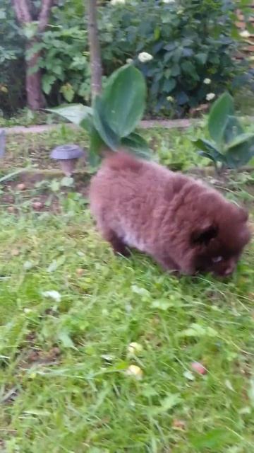 Щенок шпица д/р 13.05.16 девочка продажа СПБ 89112265400 смотреть онлайн