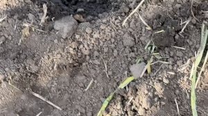 Пробная высадка Табака в грунт