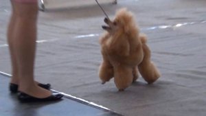 00004   ОСЕННИЙ БЛЮЗ" 18.09. 2016