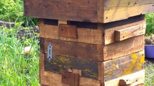 Ролик десятый. Работа пчел на пятый день после заселения. Пчелы с ноля в ульях Варрэ.