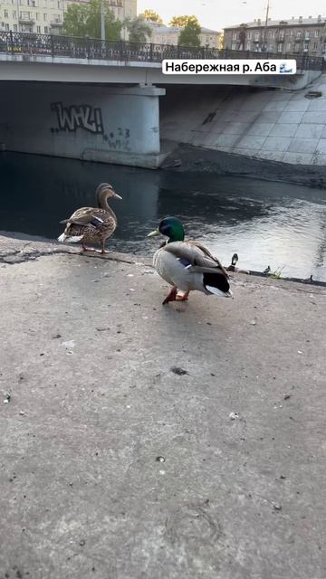 Набережная реки Аба  