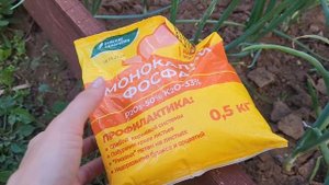 ОБЯЗАТЕЛЬНАЯ ПОДКОРМКА ЛУКА В ИЮНЕ🧅🧅🧅