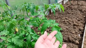 Высадка томатов в теплицу: опыт подмосковного огородника