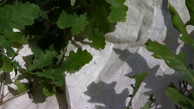 как вязать веники 008 смотреть онлайн