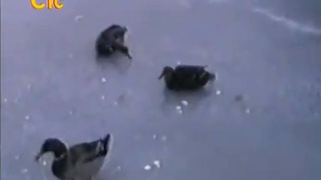 Теле передача "Животный смех" за 02.01.2012 09-00ч смотреть онлайн