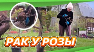 13 мая дача | штамб умер | рак у розы | сажаю новый