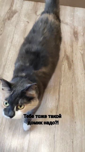 Где справедливость!? Коты делят "модный" домик-лежанку #смешно  #породистыекошки #юмор #кошки
