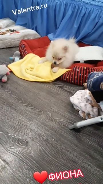 Девочка ШПИЦА 5 месяцев #купитьщенка #щенок #щенкичихуахуа #shpitz #купитьшпица #минишпиц #шпиц смотреть онлайн