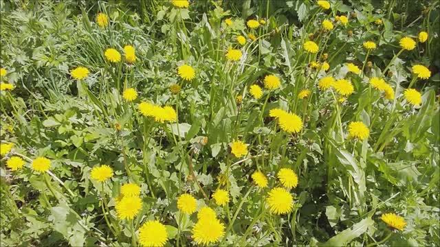 Спела бы песню.