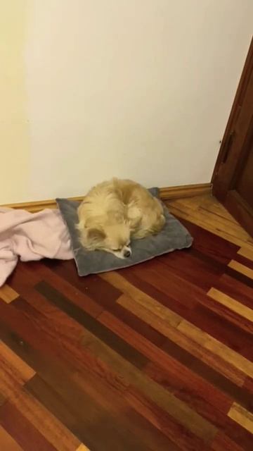 Дневной сон