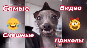 Самые смешные видео приколы