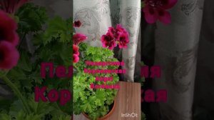 Королевская пеларгония Angel Bordeaux.Обзор комнатных растений из моей домашней коллекции.