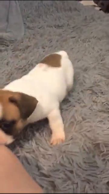 Продажа щеночка породы Французский бульдог смотреть онлайн