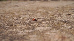 Апрельская 🐞