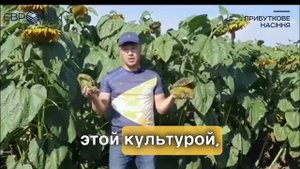 Целесообразно ли сеять подсолнечник по подсолнечнику