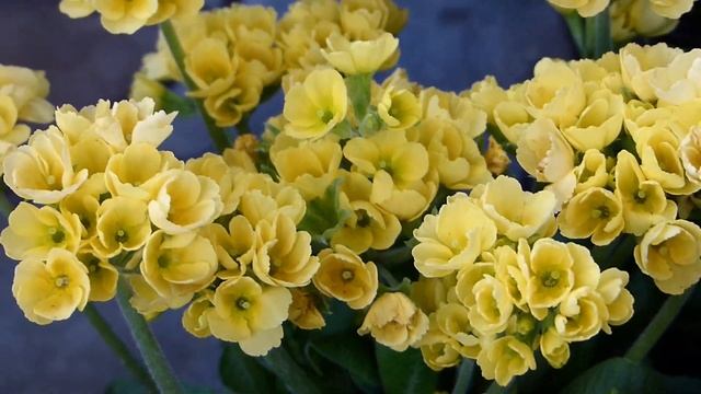 Цветы интересные ! 604 HD смотреть онлайн