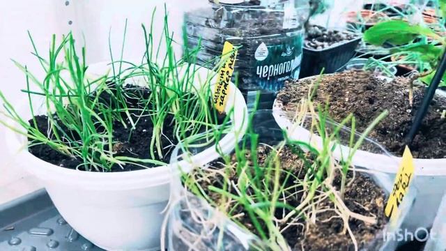 🟣ОБЗОР РАССАДЫ 🍅В АПРЕЛЕ 🟢НА СТЕЛЛАЖАХ смотреть онлайн