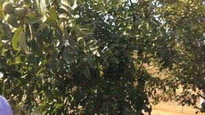 Шестилетний сад Чандлера с высоким результатом +905522918474