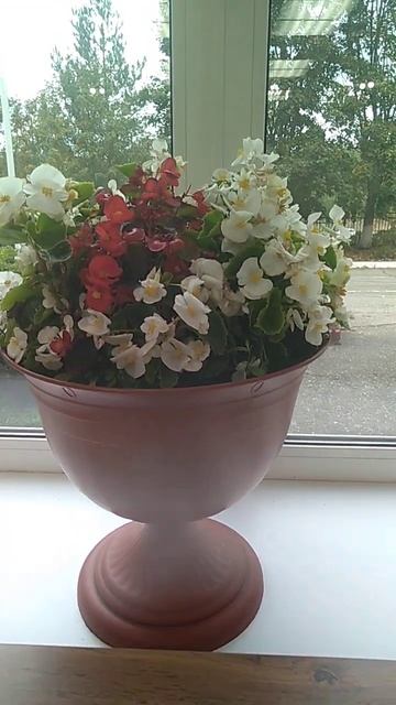 Бегония вечноцветущая #бегония #music #dance #80smusic #flowers #цве? смотреть онлайн