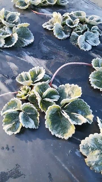 Самара. Саженцы клубники на 26 ноября 2024 года, пока без ? смотреть онлайн