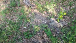 Ещё один Лесосад в горах!