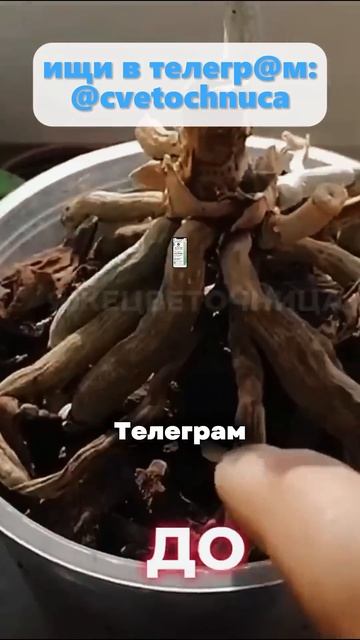 Почему об этом не молчат ? Вы выбрасываете лучший стим? смотреть онлайн