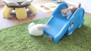 Смешные котята катаются на горке1